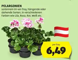 Hofer PELARGONIEN Angebot