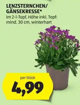Hofer Lenzsternchen/ gänsekresse Angebot