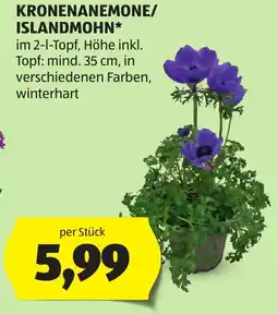 Hofer Kronenanemone/ islandmohn Angebot