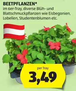 Hofer Beetpflanzen Angebot