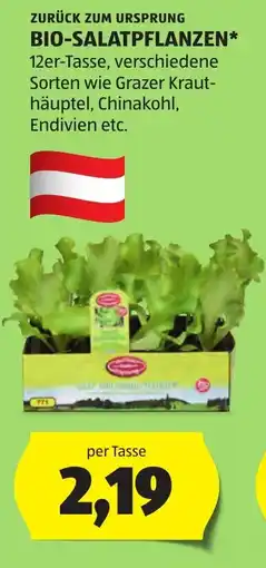 Hofer Zurück zum ursprung bio-salatpflanzen Angebot