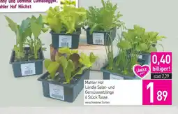 Sutterlüty Mahler Hof Ländle Salat- und Gemüsesetzlinge Angebot