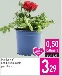 Sutterlüty Mahler hof ländle ranunkeln Angebot