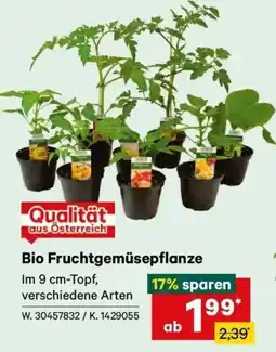 Lagerhaus Bio fruchtgemüsepflanze Angebot