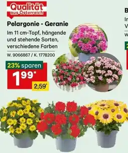 Lagerhaus Pelargonie geranie Angebot