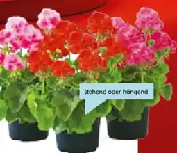 Hellweg Geranie Angebot