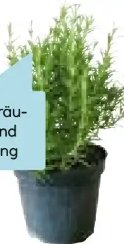 Hellweg Plantiflor Rosmarin Angebot