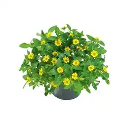 Hellweg Plantiflor Husarenknopf Angebot