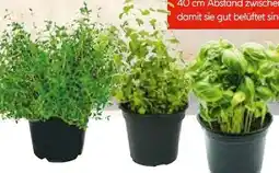 Hellweg Plantiflor Gourmetkräuter Oregano Angebot