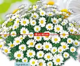 Hellweg Margeriten-Busch Angebot