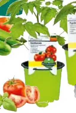 Hellweg Plantiflor Gemüsepflanzen Meisterklasse Angebot