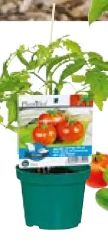 Hellweg Plantiflor Veredelte Salattomate Angebot