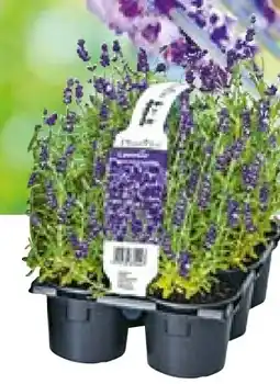 Hellweg Plantiflor Echter Lavendel Angebot