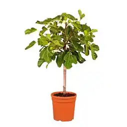Hellweg Plantiflor Feigenbaum Angebot
