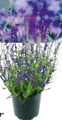 Hellweg Plantiflor Lavendel Munstead Angebot