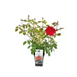 Hellweg Plantiflor Edelrose rot Topf-Durchmesser Angebot