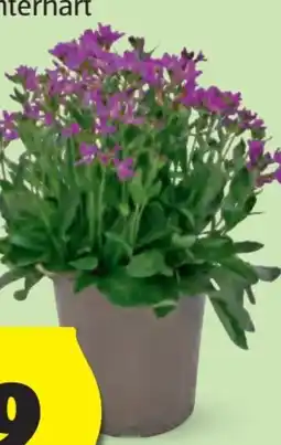 Hofer Lenzsternchen Angebot