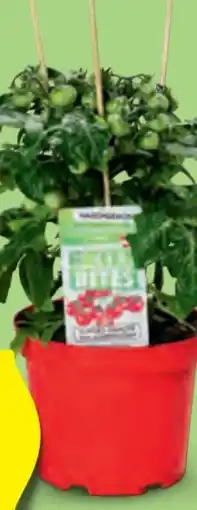 Hofer Naschgemüse Angebot