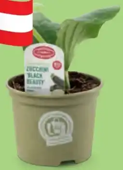 Hofer Zurück zum Ursprung Bio-Fruchtgemüsepflanze Angebot