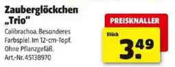 Hagebau Zauberglöckchen trio Angebot