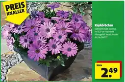 Hagebau Kapkörbchen Angebot