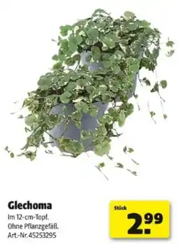 Hagebau Glechoma Angebot