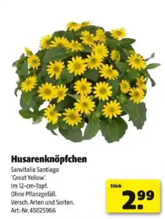 Hagebau Husarenknöpfchen Angebot