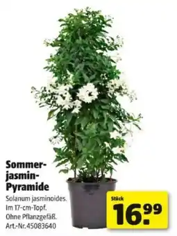 Hagebau Sommer- jasmin- pyramide Angebot