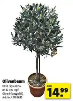 Hagebau Olivenbaum olive Angebot