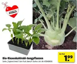 Hagebau Bio-riesenkohlrabi-jungpflanzen Angebot