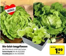 Hagebau Bio-salat-jungpflanzen Angebot