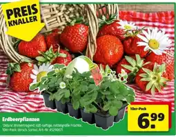 Hagebau Erdbeerpflanzen Angebot