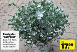 Hagebau Eucalyptus baby blue Angebot