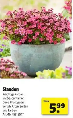 Hagebau Stauden Angebot