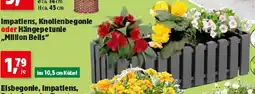 Thomas Philipps Impatiens, Knollenbegonle oder Hängepetunle,Million Bells Angebot