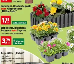 Thomas Philipps Elsbegonle, Impatiens, Petunlen oder Tagetes Angebot