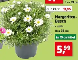 Thomas Philipps Margeriten- Busch Angebot