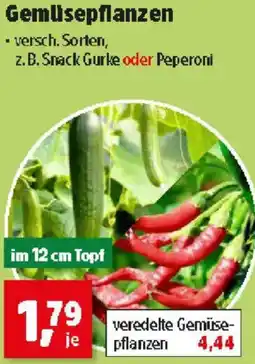 Thomas Philipps Gemüsepflanzen Angebot