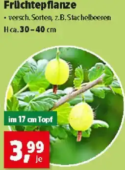 Thomas Philipps Früchtepflanze Angebot