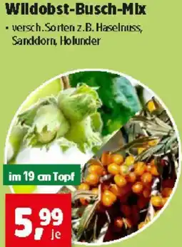 Thomas Philipps Wildobst-Busch-Mix Angebot