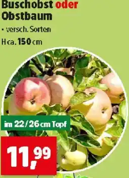 Thomas Philipps Buschobst oder Obstbaum Angebot
