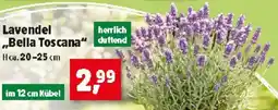 Thomas Philipps Lavendel Bella Toscana Angebot