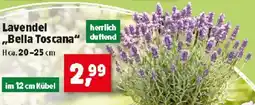 Thomas Philipps Lavendel Bella Toscana Angebot