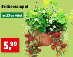 Thomas Philipps Erdbeerampel Angebot