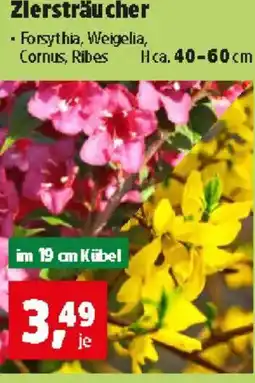 Thomas Philipps Zlersträucher Angebot