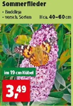 Thomas Philipps Sommerfileder Angebot