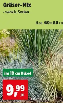 Thomas Philipps Gräser-Mix Angebot