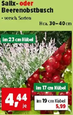 Thomas Philipps Sallx- oder Beerenobstbusch Angebot