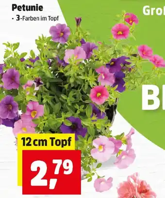Thomas Philipps Petunie Angebot