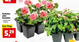 Thomas Philipps Fuchsien oder Angebot